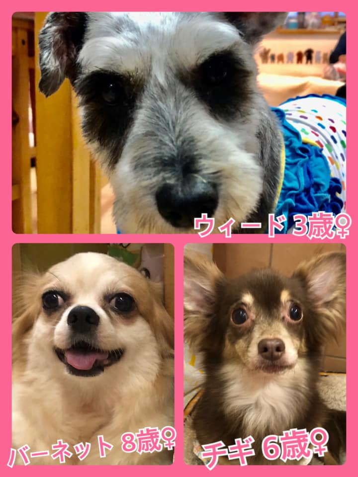 🐾今日の里親様募集中ワンコ🐶メンバーです🐾2020,7,16